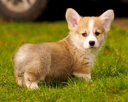 Dog Care for New Pet Owners